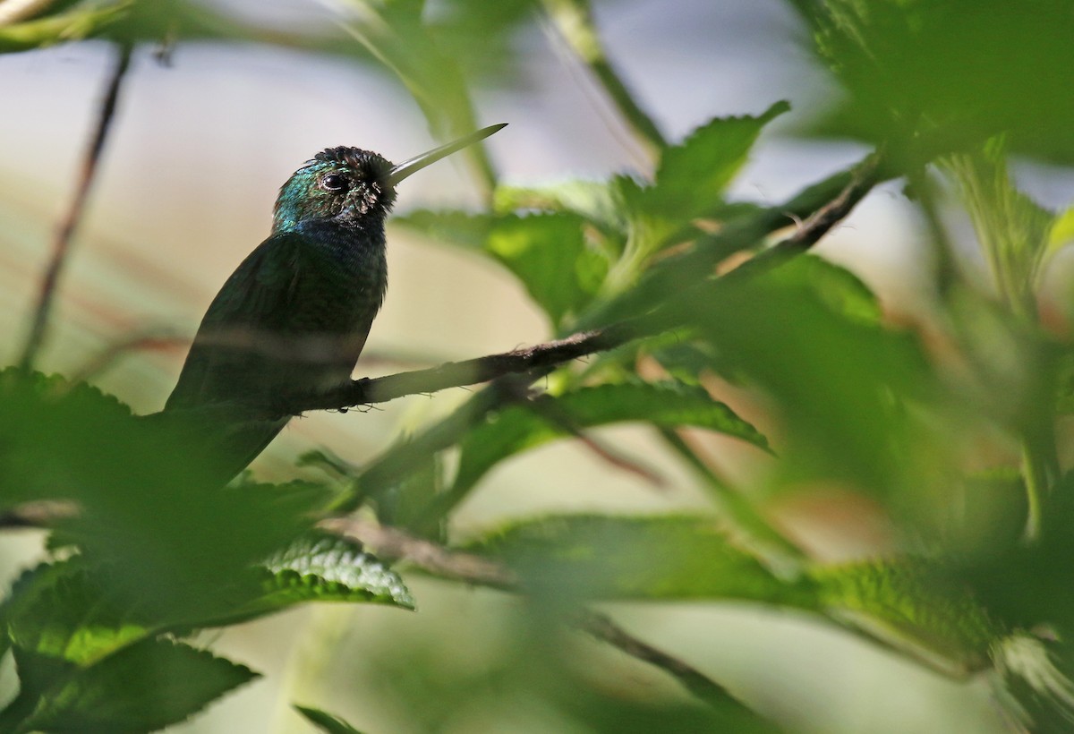 Charming Hummingbird - ML617840637