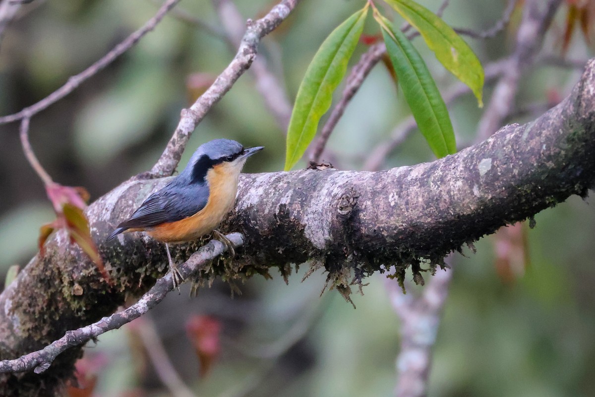 White-tailed Nuthatch - ML617840662