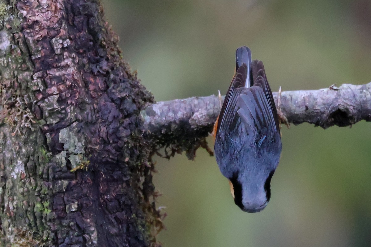 White-tailed Nuthatch - ML617840663