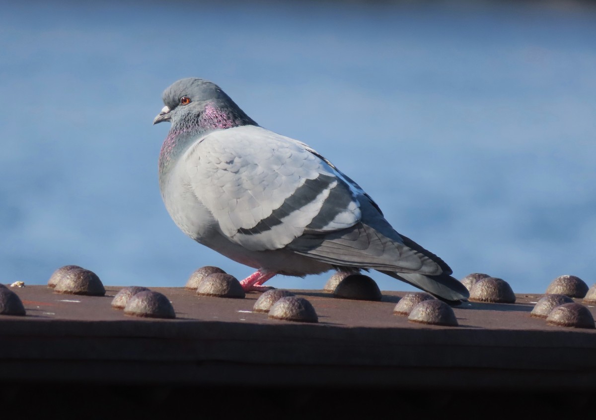 Rock Pigeon (Feral Pigeon) - Chantal Labbé