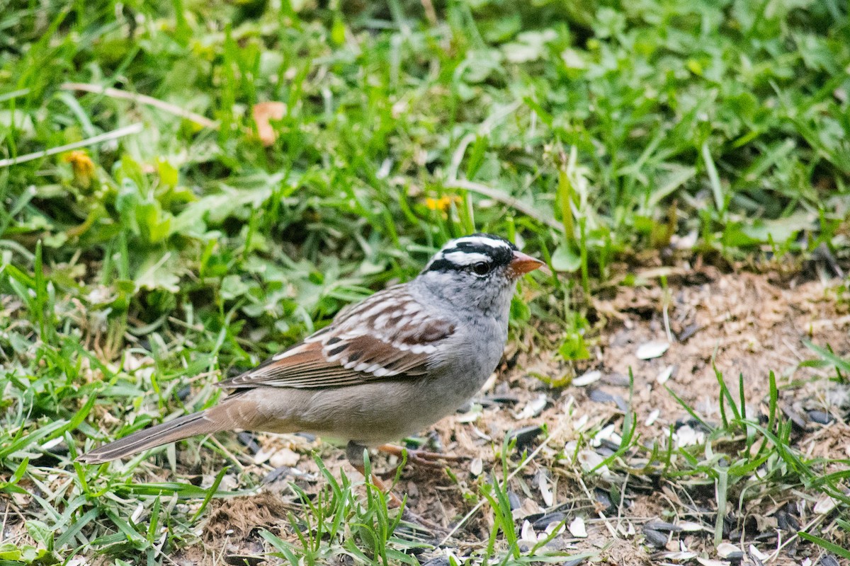White-crowned Sparrow (Dark-lored) - ML617840699