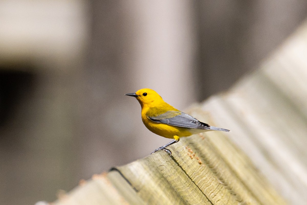 Prothonotary Warbler - ML617840708