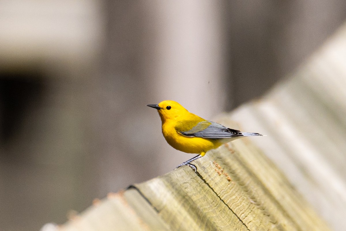 Prothonotary Warbler - ML617840709