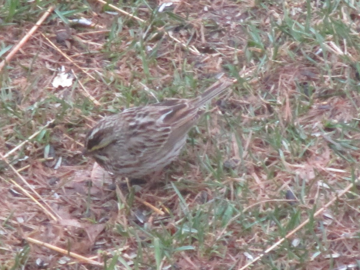 Savannah Sparrow - ML617840722