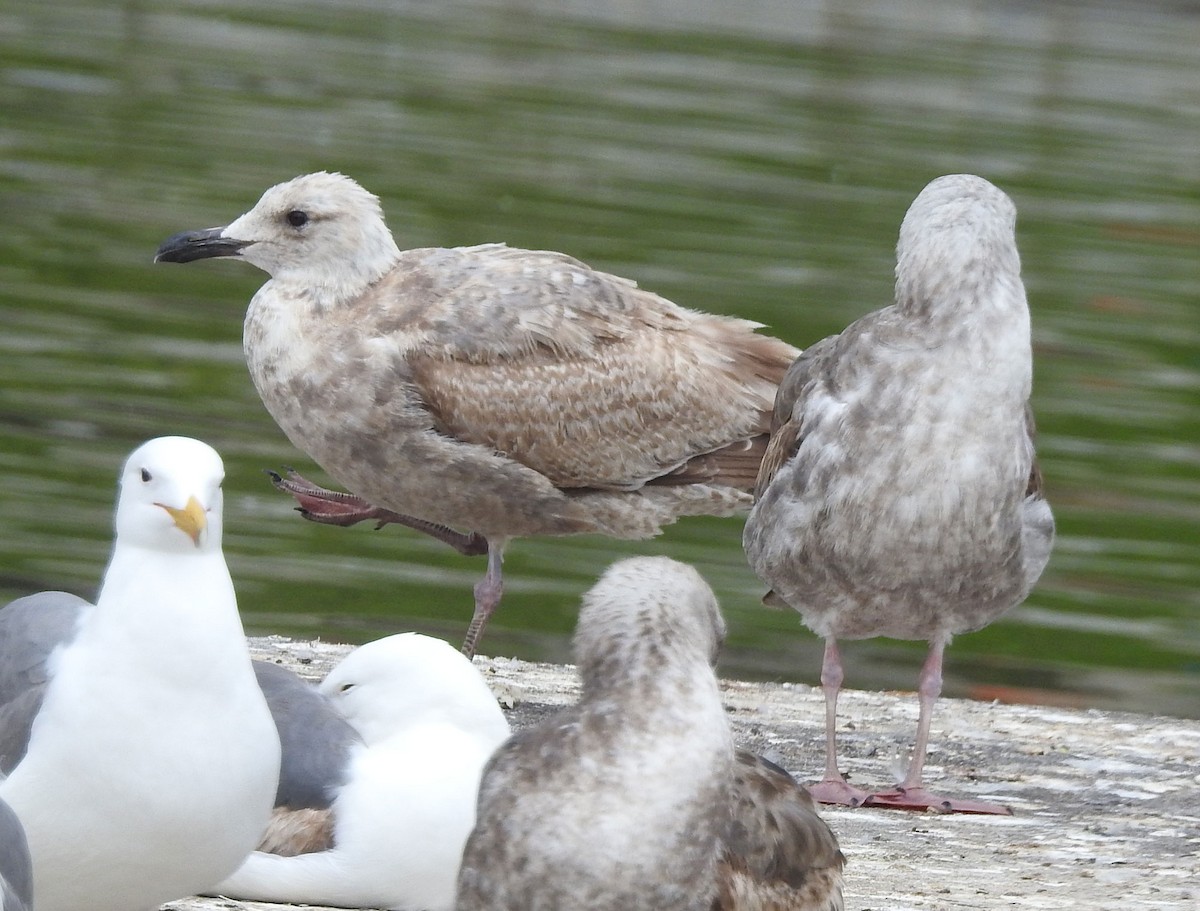 Herring x Glaucous-winged Gull (hybrid) - Andrew Birch