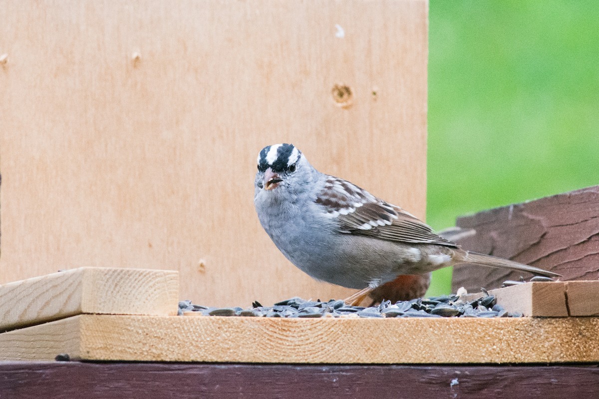 White-crowned Sparrow (Dark-lored) - ML617840786