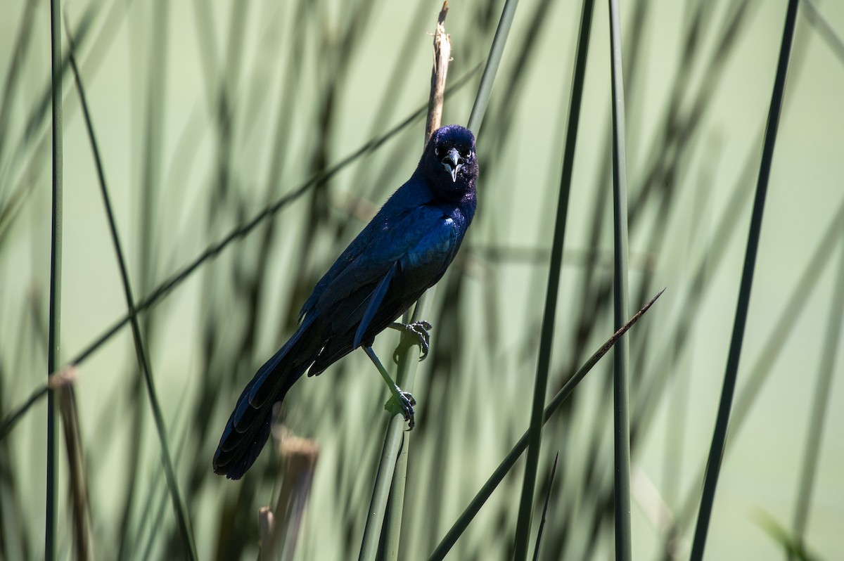 Boat-tailed Grackle - ML617840861