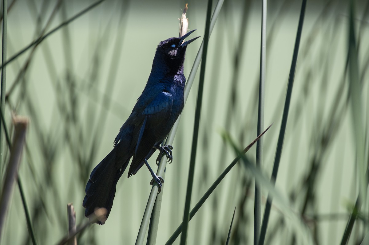 Boat-tailed Grackle - ML617840862