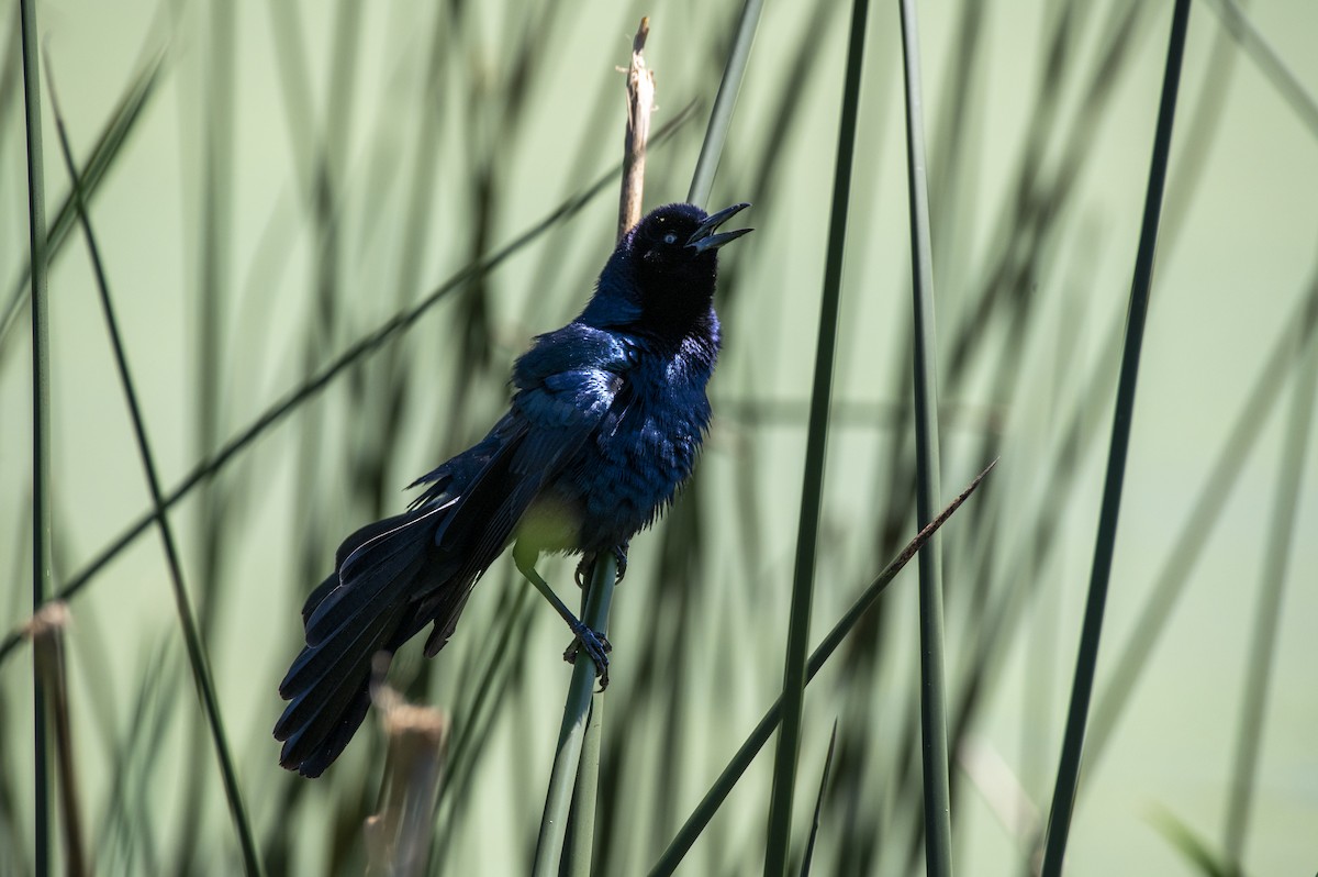 Boat-tailed Grackle - ML617840865