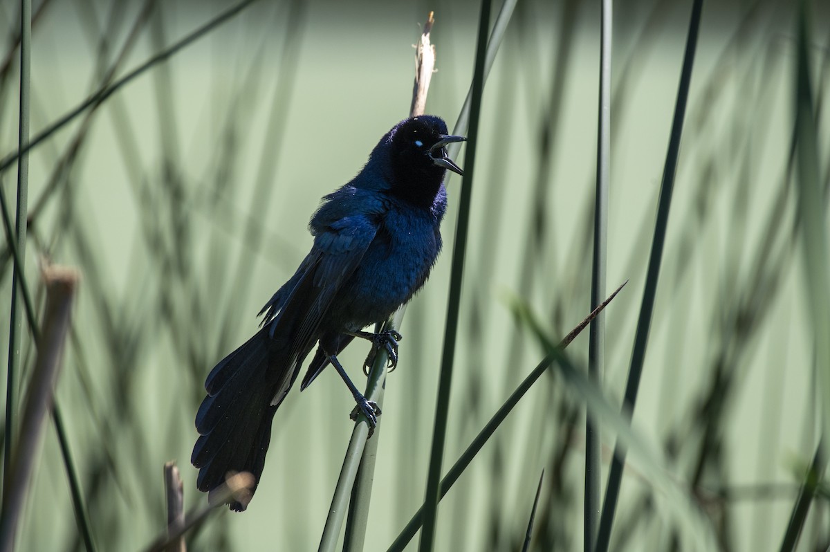 Boat-tailed Grackle - ML617840867