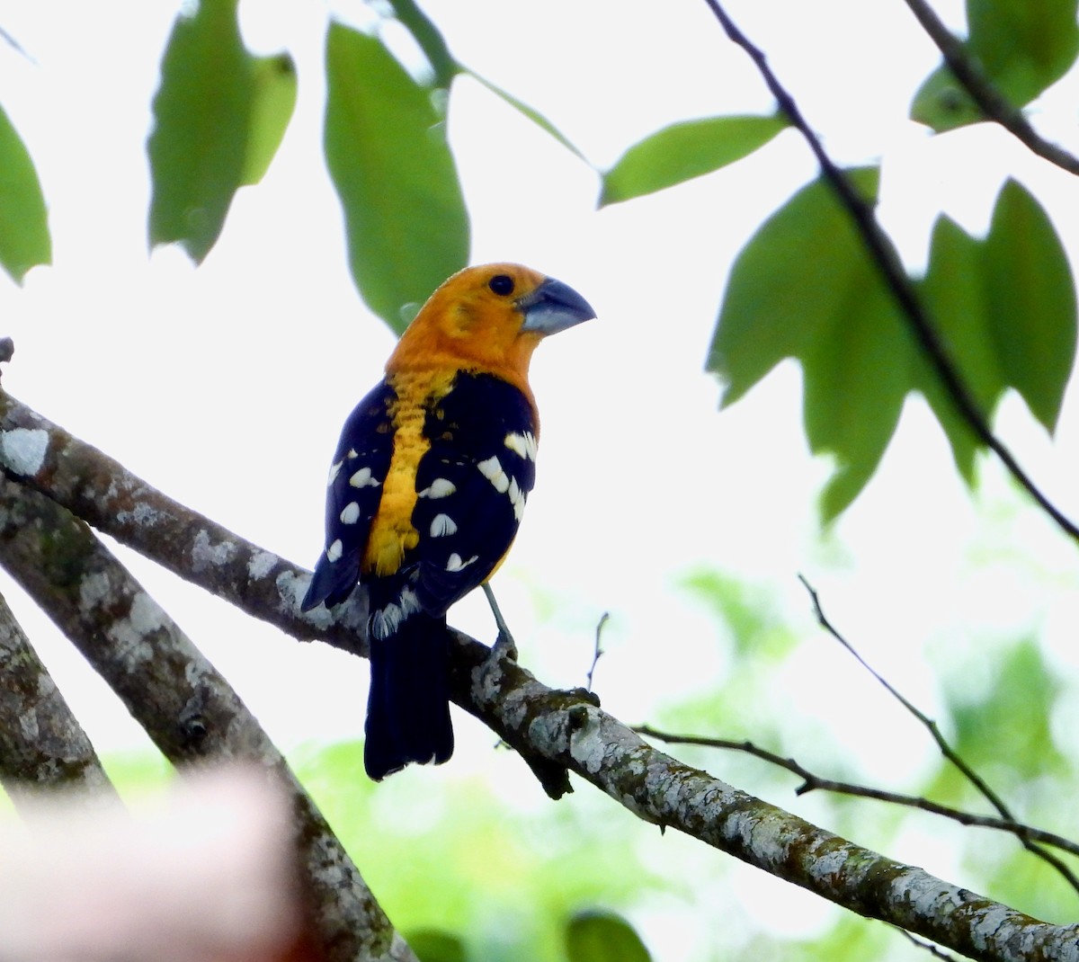 Yellow Grosbeak (Guatemalan) - Kisa Weeman