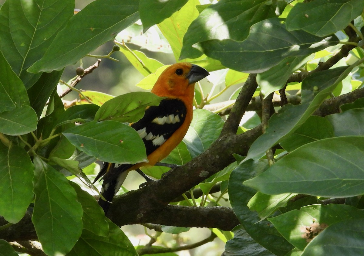 Yellow Grosbeak (Guatemalan) - ML617840895