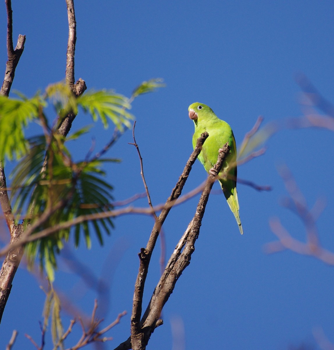 Yellow-chevroned Parakeet - Gisele Schoene