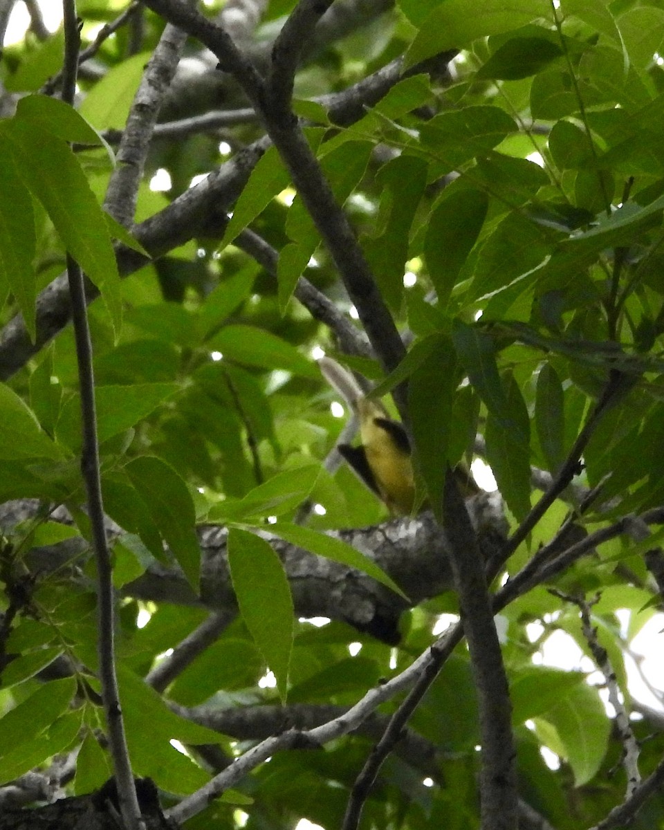 Golden-crowned Warbler - Ron Pozzi