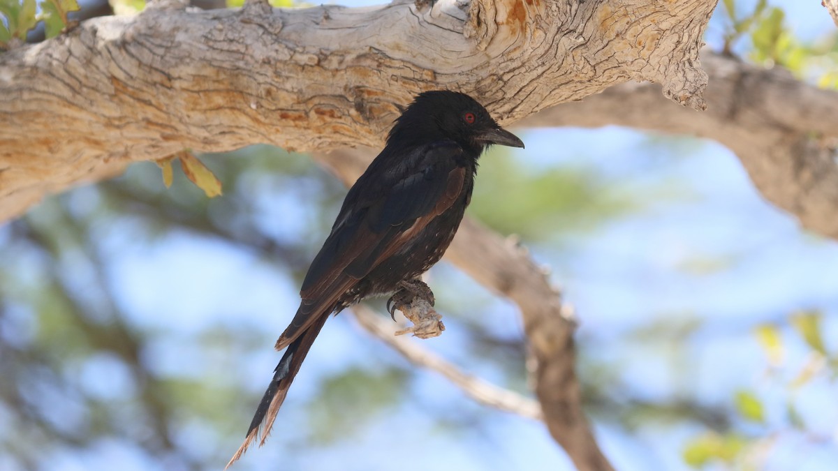 Fork-tailed Drongo - ML617841132