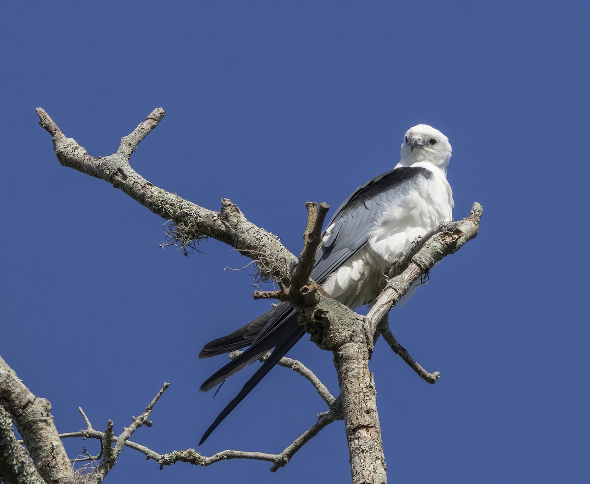 eBird Checklist - 23 Apr 2024 - Mead Botanical Gardens - 35 species