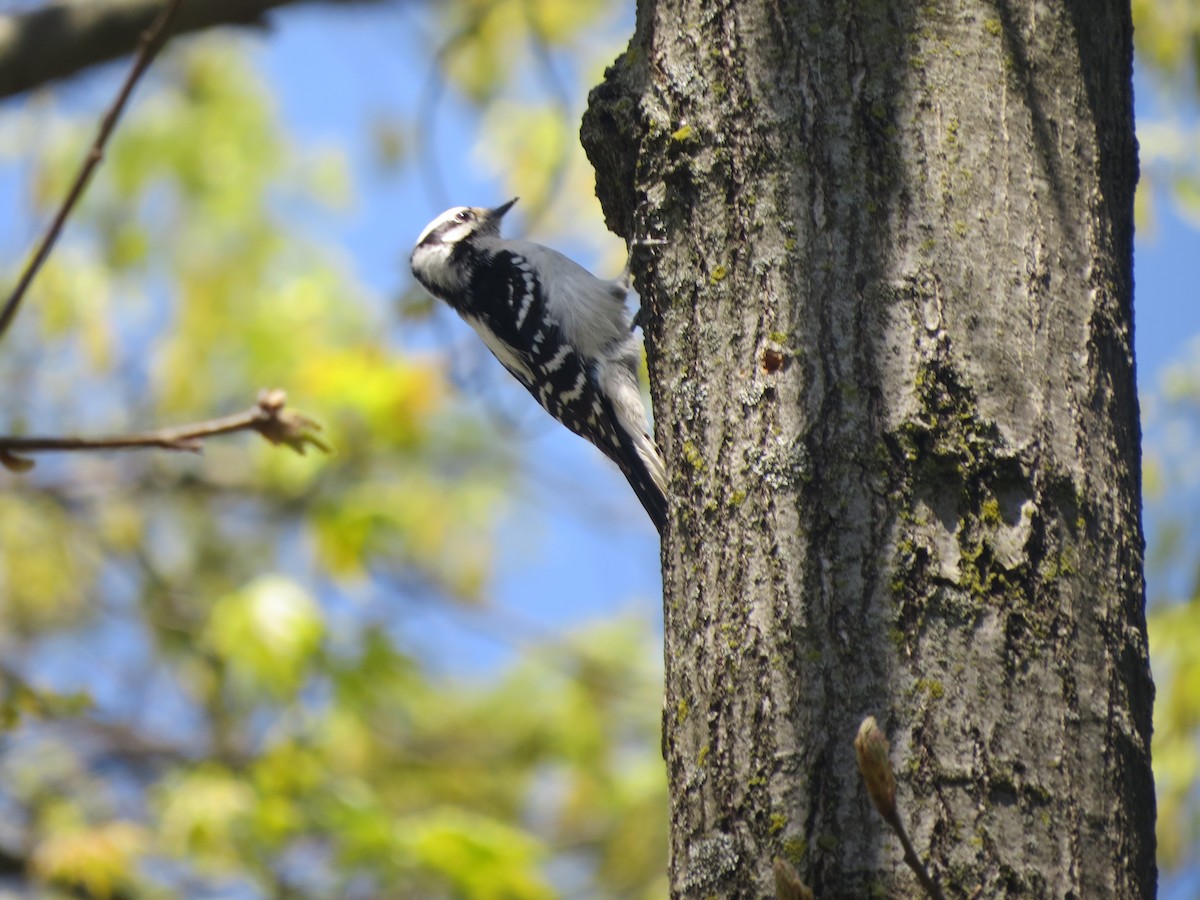 Downy Woodpecker (Eastern) - ML617841147