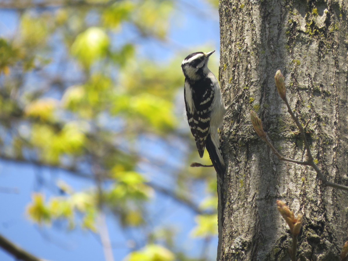 Downy Woodpecker (Eastern) - ML617841148