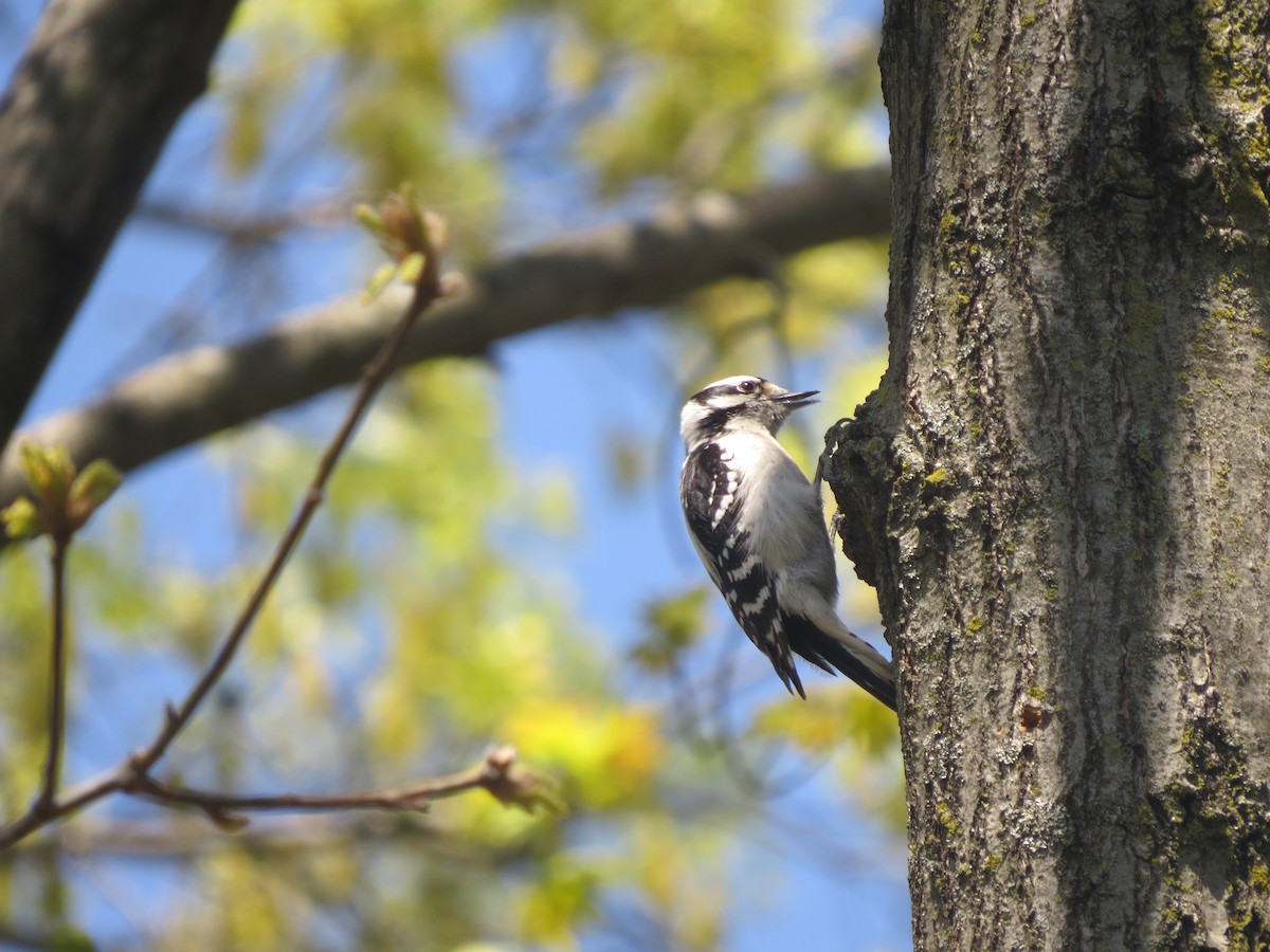 Downy Woodpecker (Eastern) - ML617841150