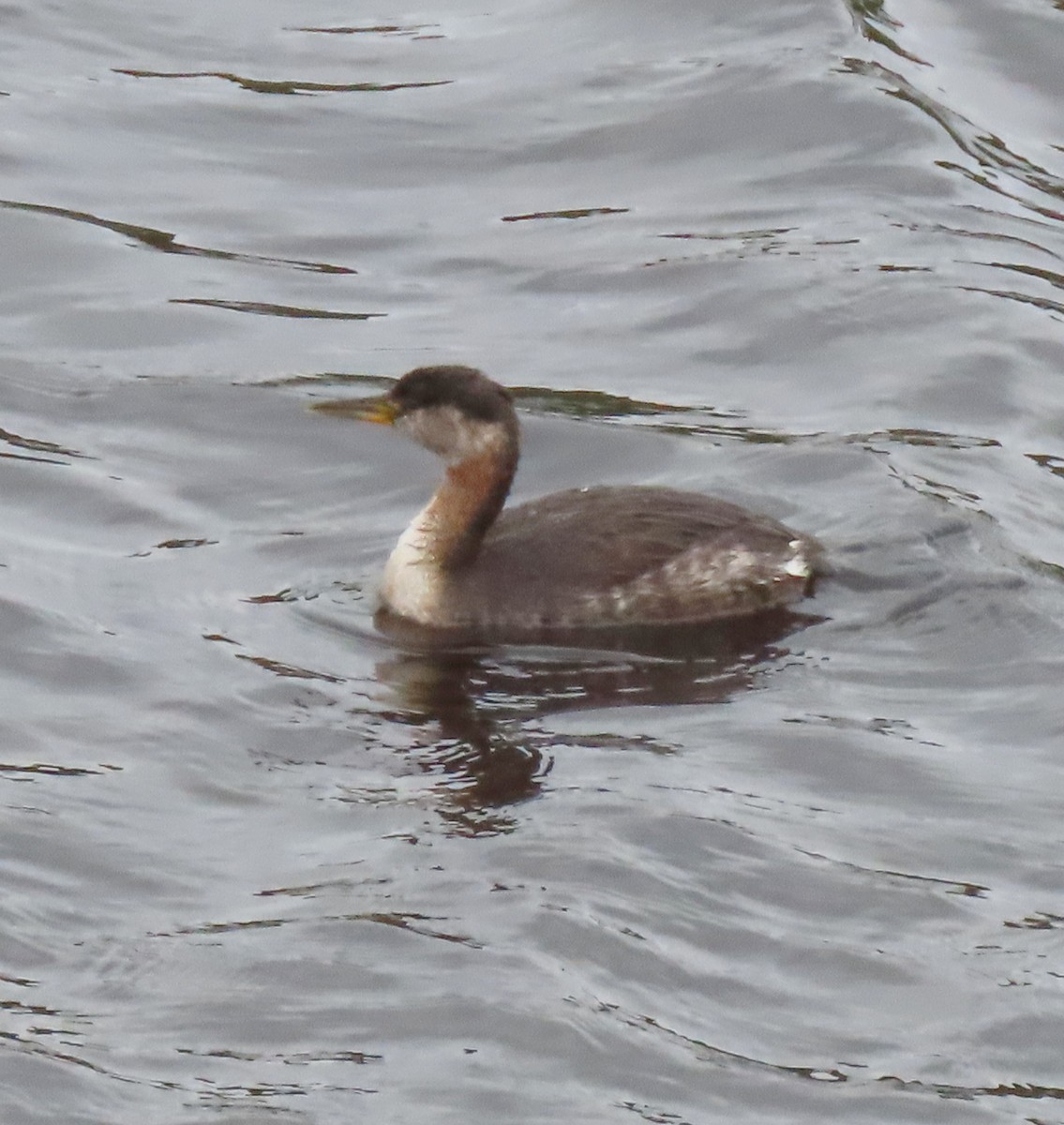 Red-necked Grebe - ML617841207