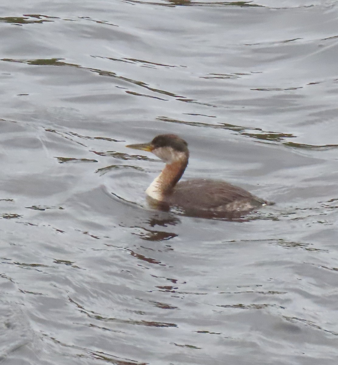 Red-necked Grebe - ML617841208