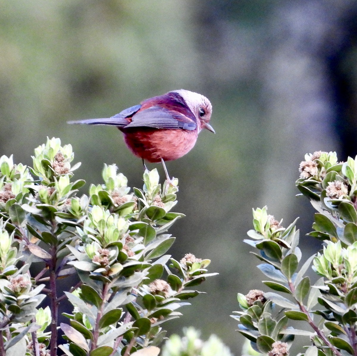 Pink-headed Warbler - Kisa Weeman