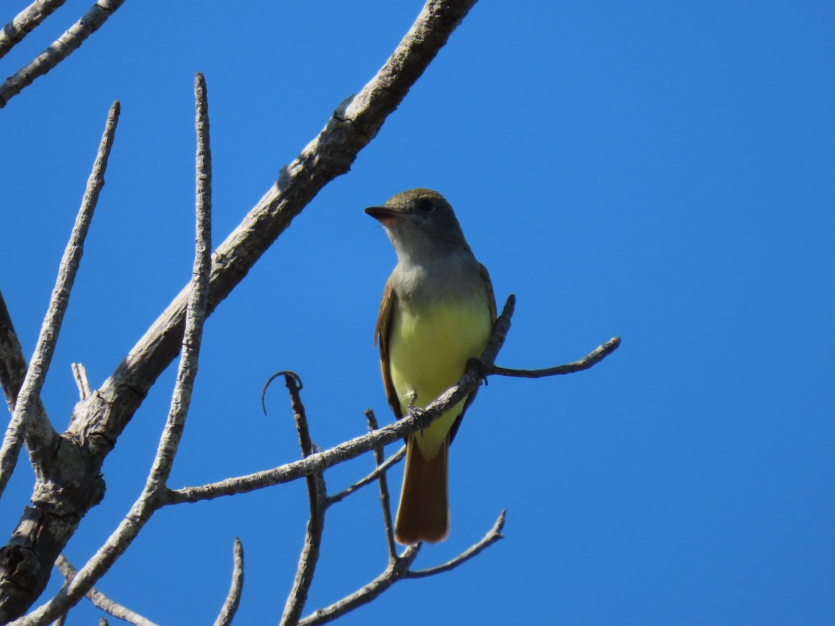 Great Crested Flycatcher - ML617841323