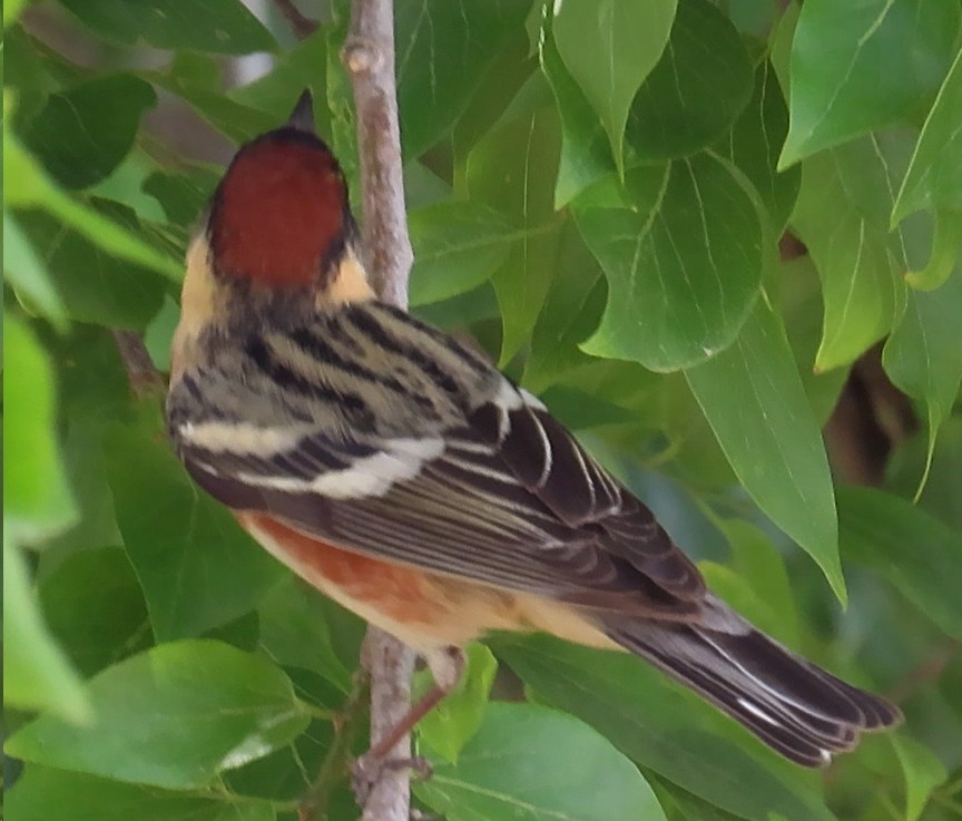 Bay-breasted Warbler - Mary Beth Stowe