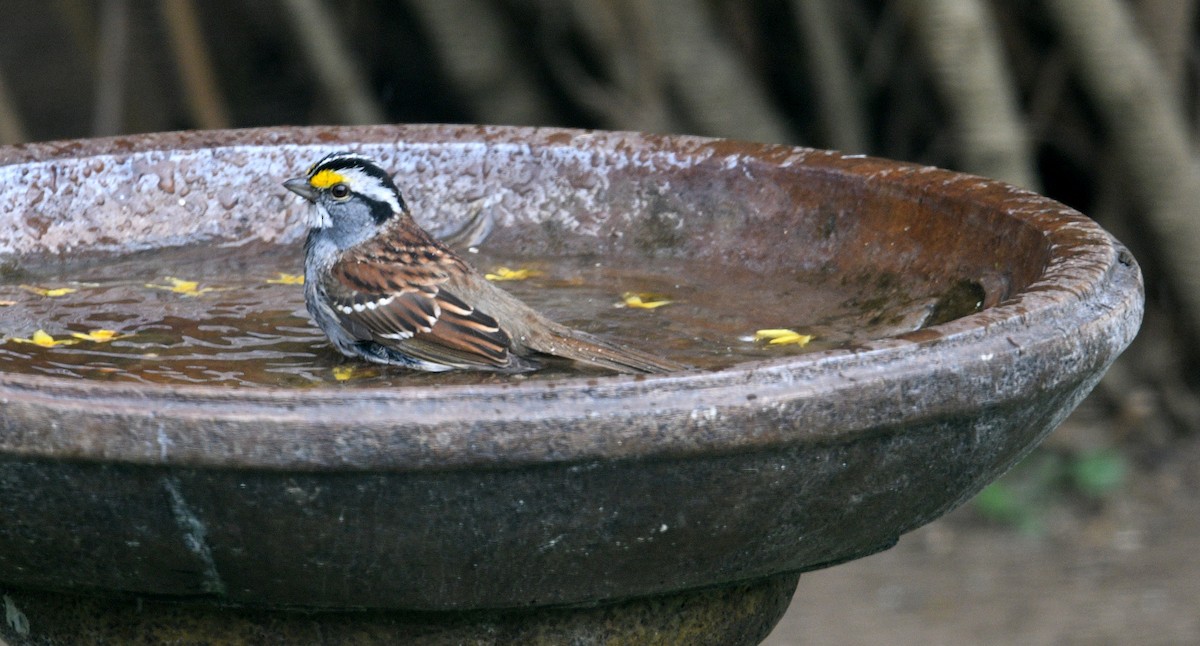 White-throated Sparrow - ML617841448