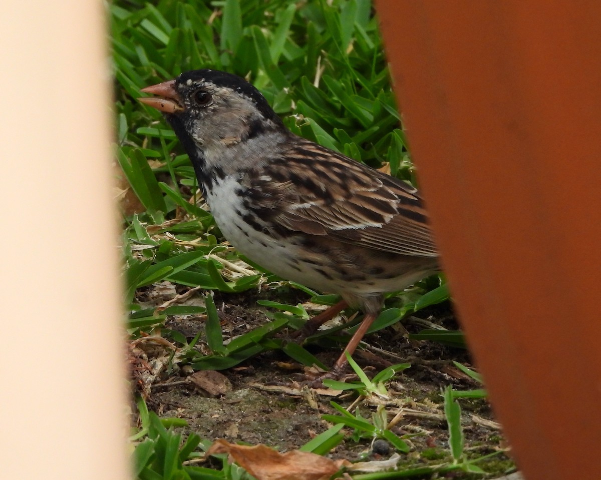 Harris's Sparrow - Michelle Haglund
