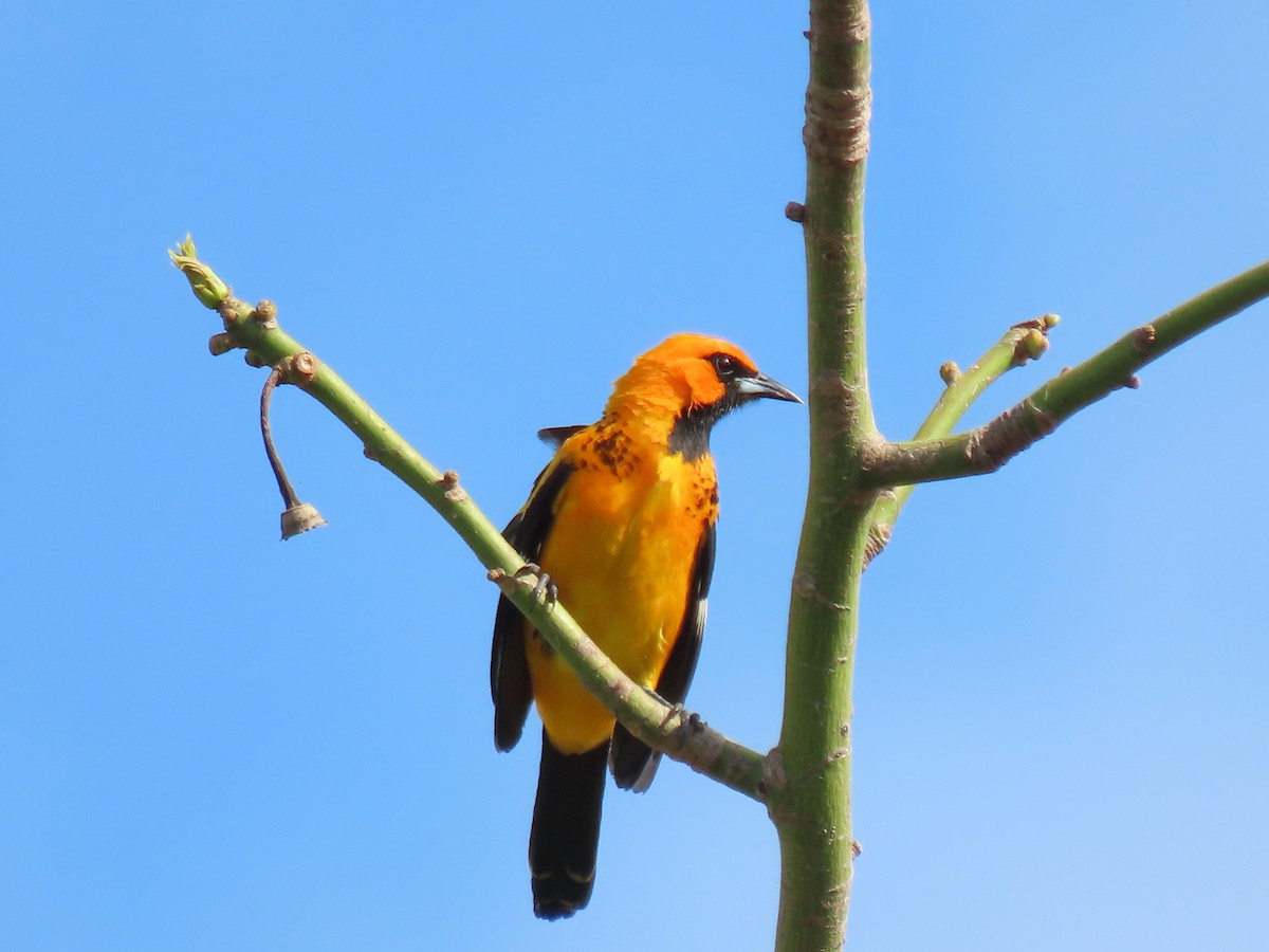 Spot-breasted Oriole - ML617841458