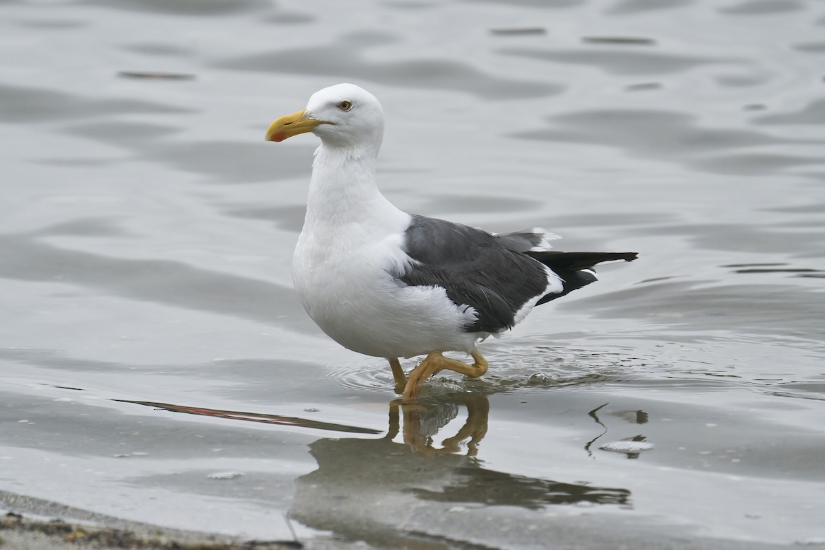 Yellow-footed Gull - ML617841483