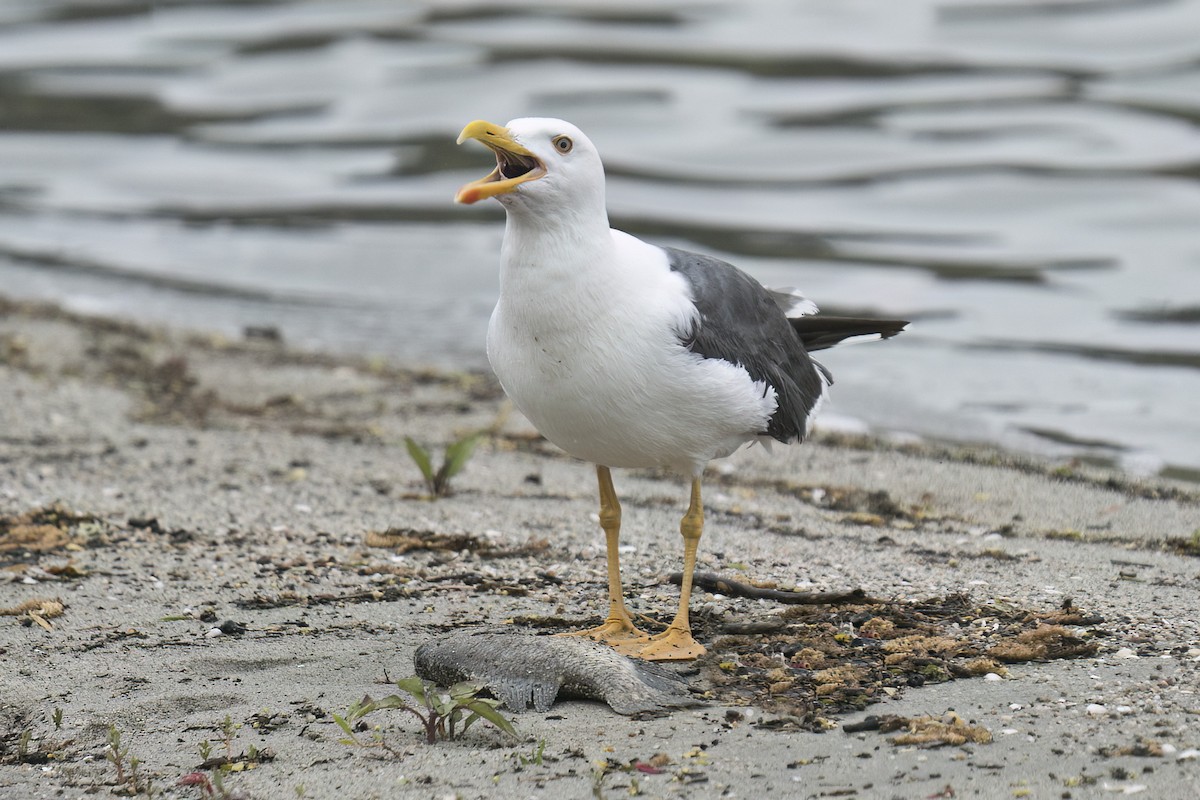 Yellow-footed Gull - ML617841501