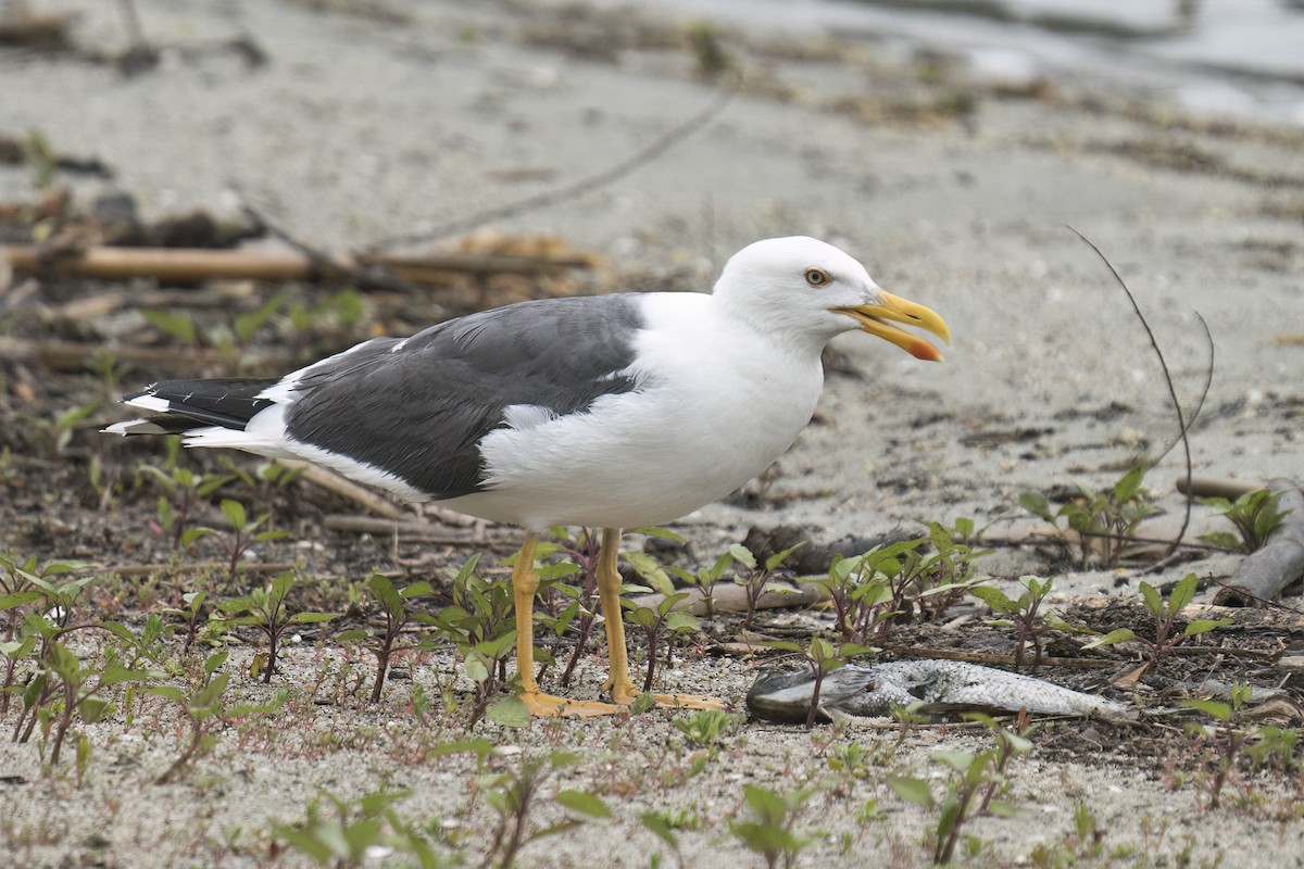 Yellow-footed Gull - ML617841507