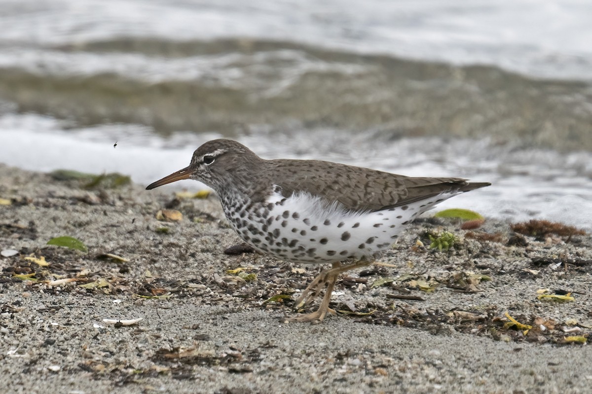 Spotted Sandpiper - Dave Jurasevich