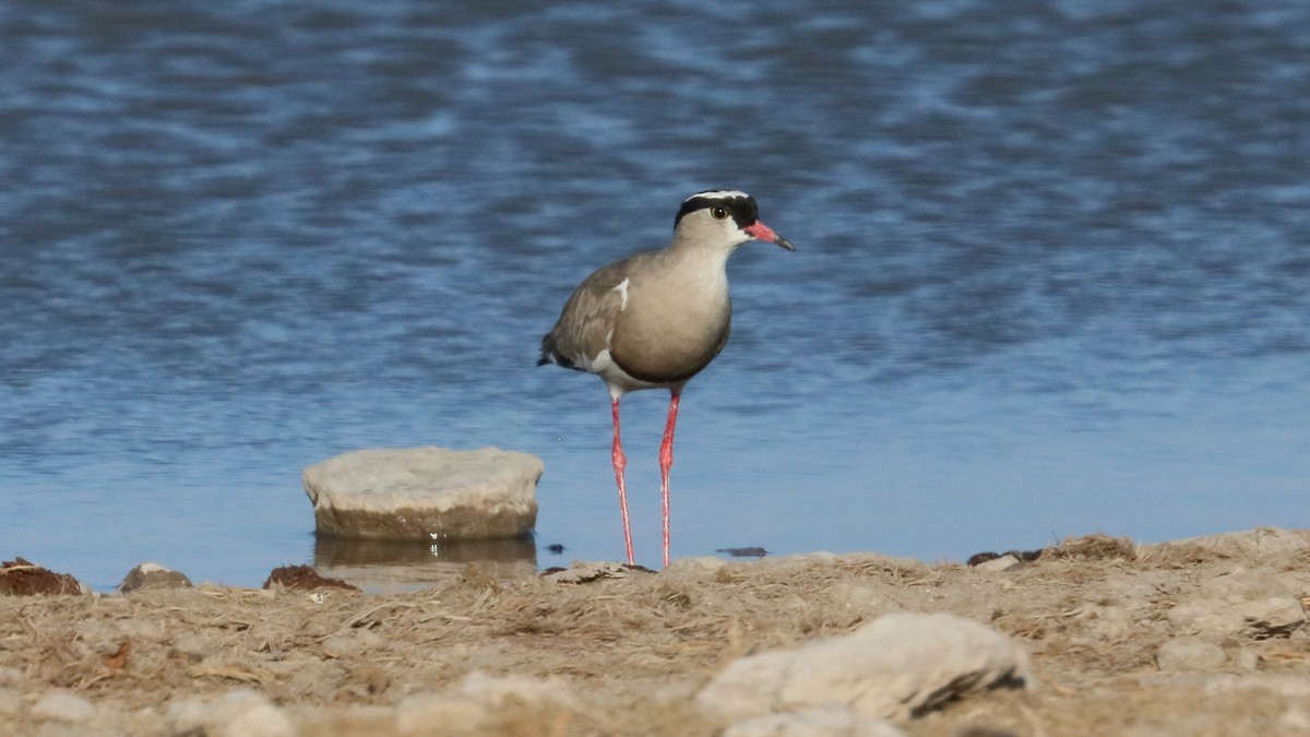 Crowned Lapwing - ML617841584