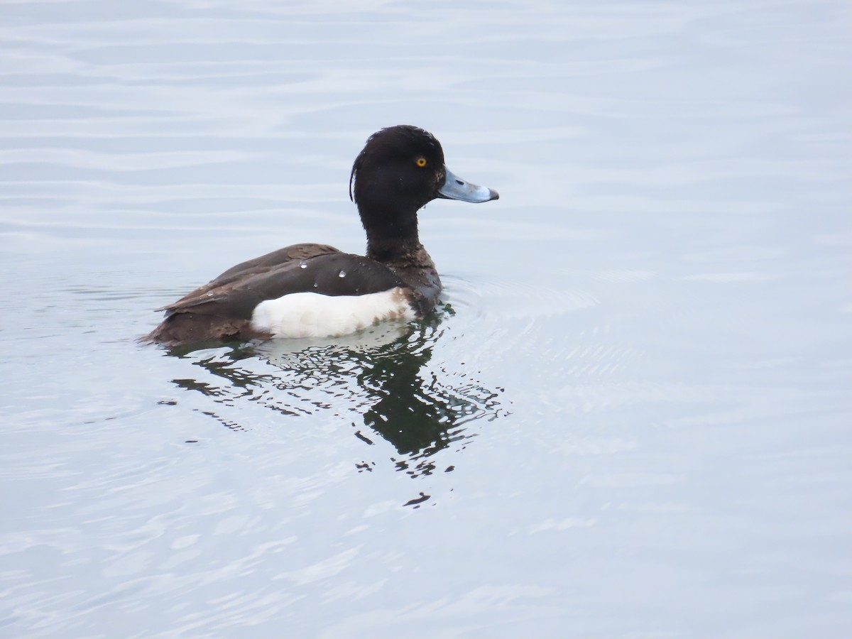 Tufted Duck - ML617841595