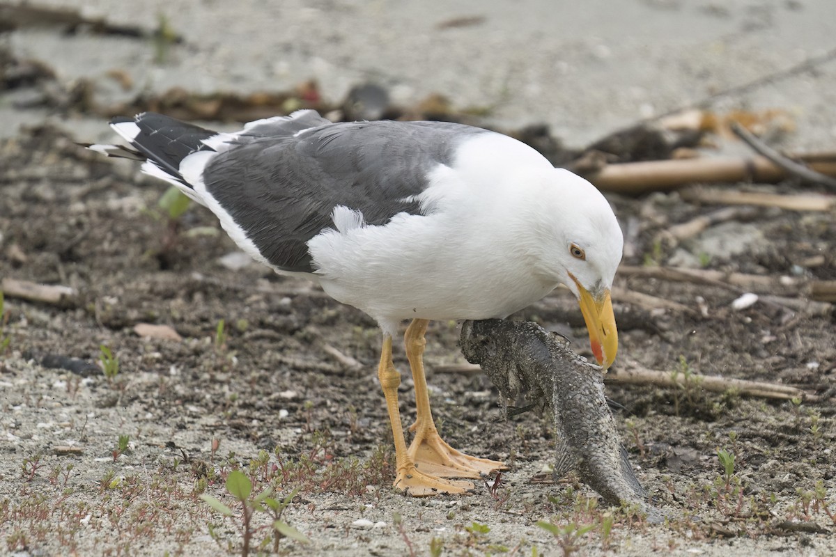 Yellow-footed Gull - ML617841611