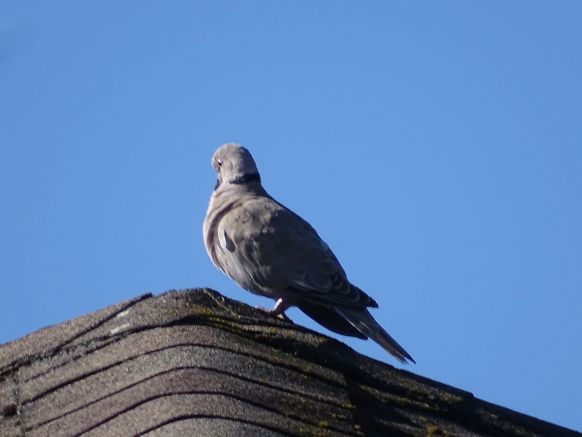 Rock Pigeon (Feral Pigeon) - ML617841631