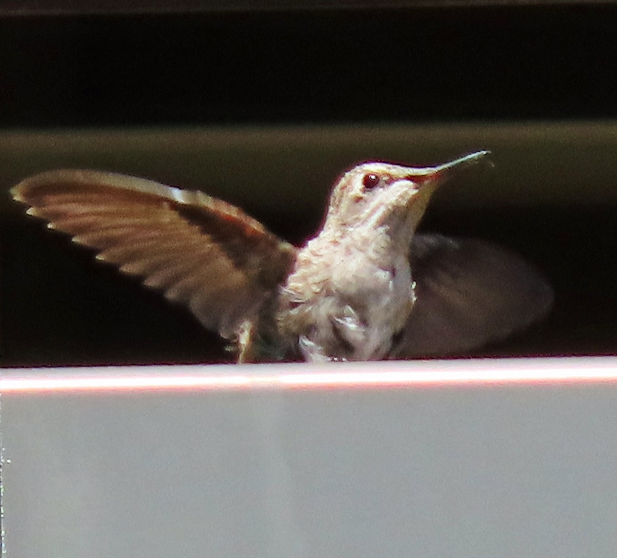 Anna's Hummingbird - ML617841652