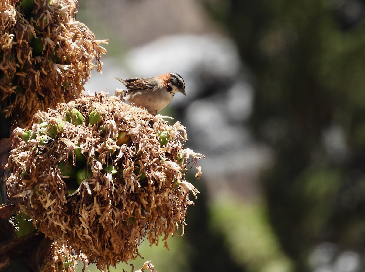 Rufous-collared Sparrow - ML617841661