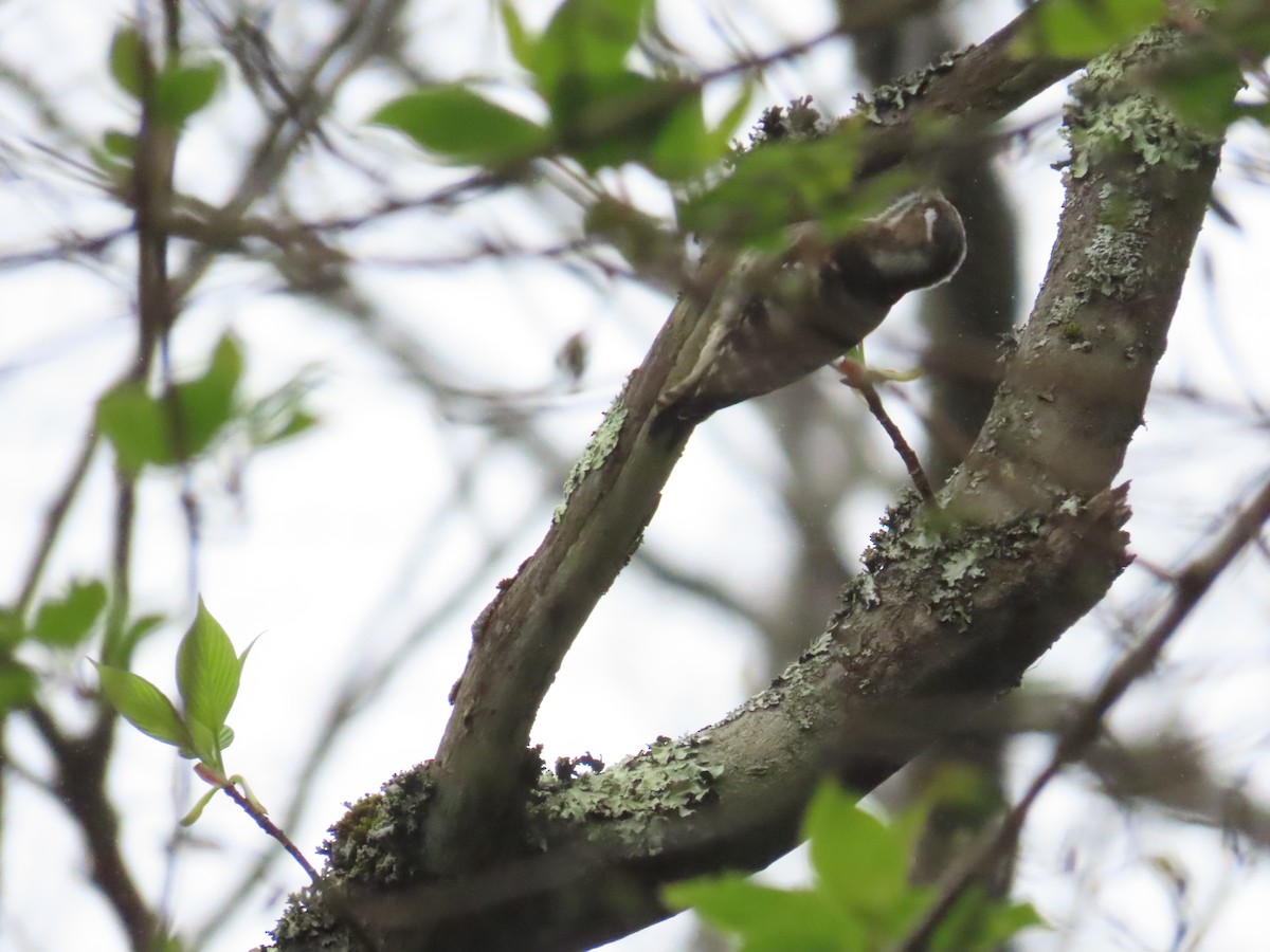 Japanese Pygmy Woodpecker - ML617841675