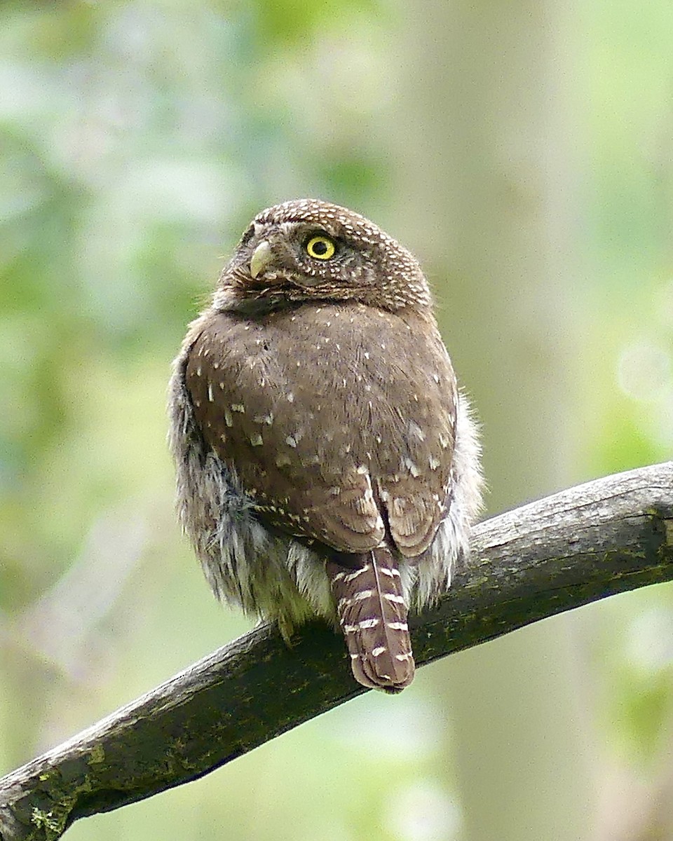 Northern Pygmy-Owl (Pacific) - ML617841694
