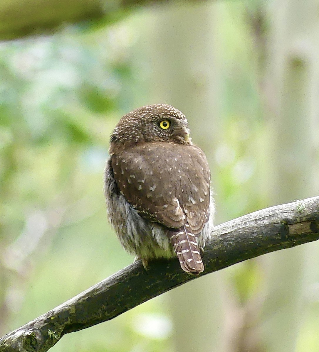Northern Pygmy-Owl (Pacific) - Kevin Bock