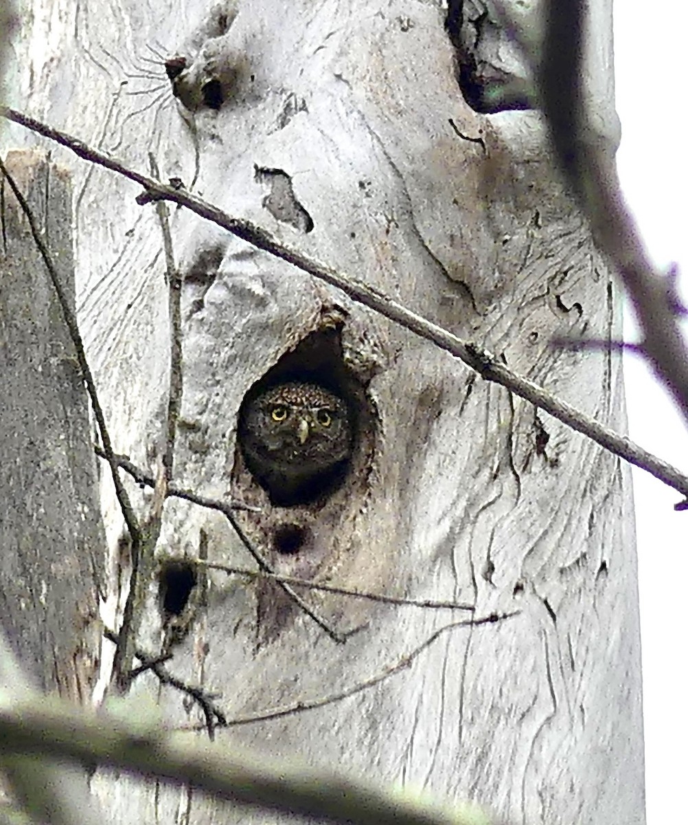 Northern Pygmy-Owl (Pacific) - ML617841696