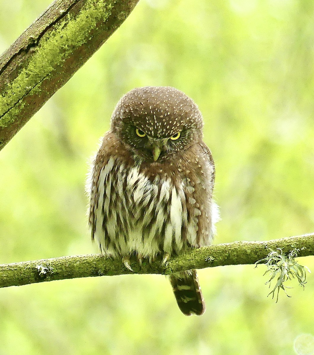 Northern Pygmy-Owl (Pacific) - Kevin Bock