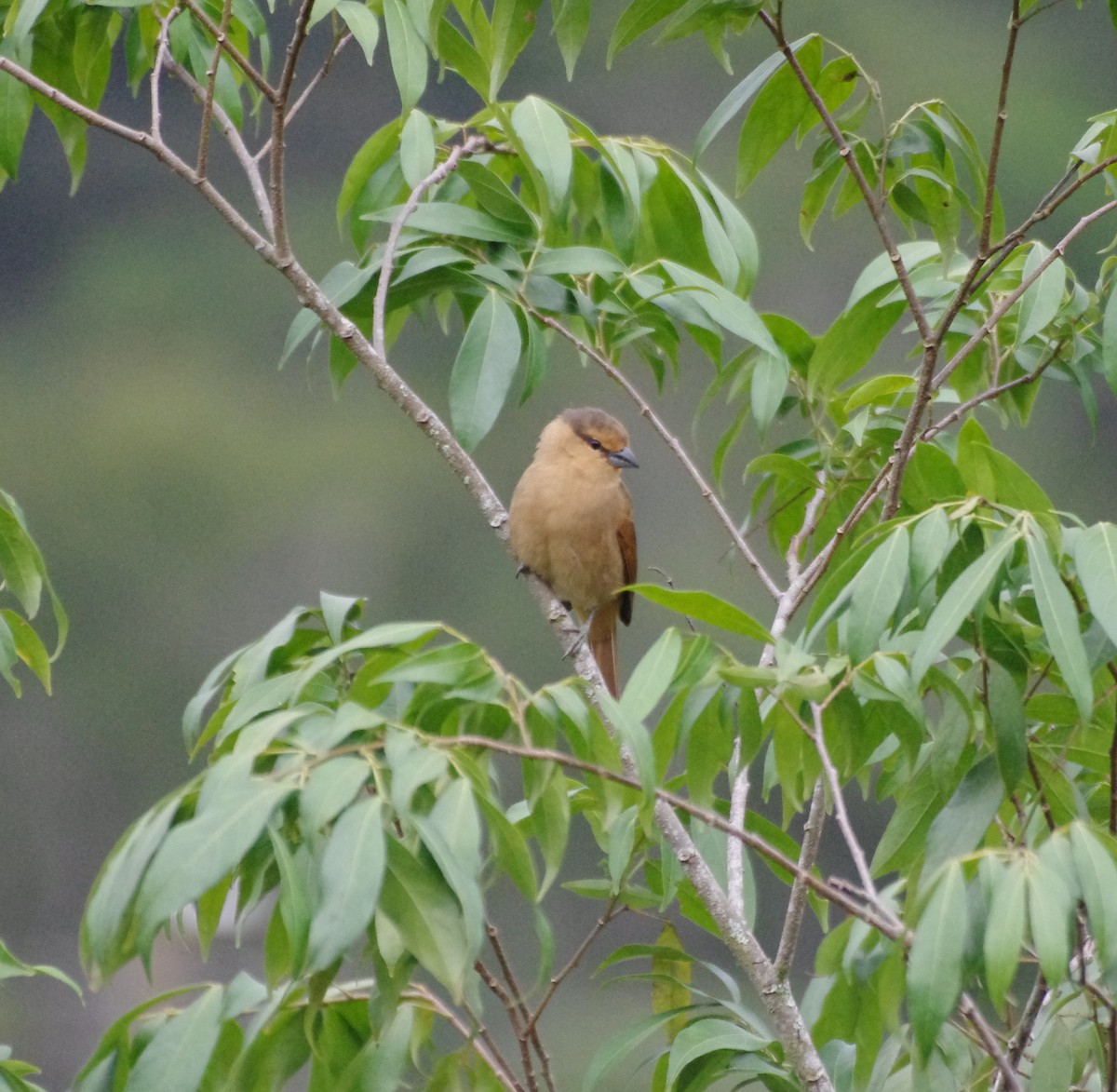 Brown Tanager - ML617841753