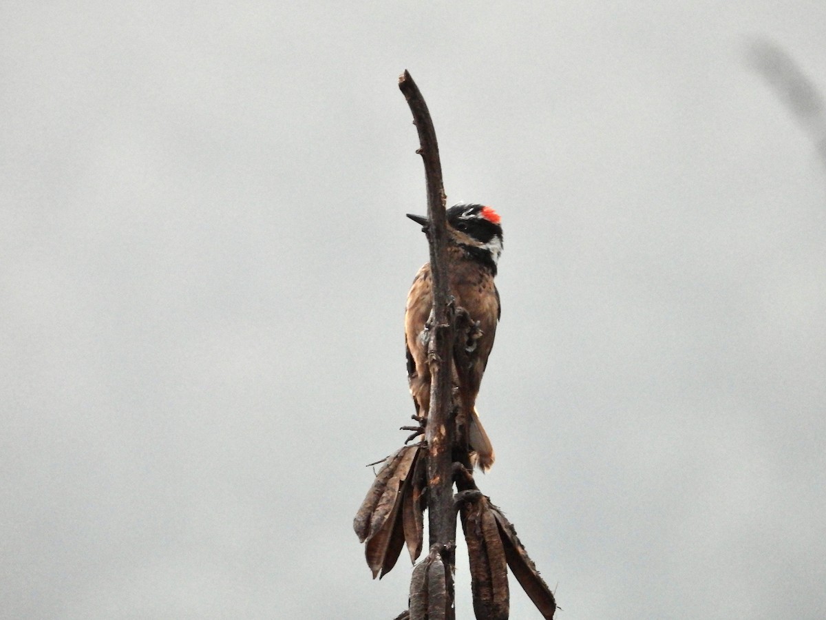 Hairy Woodpecker (South Mexican) - ML617841796