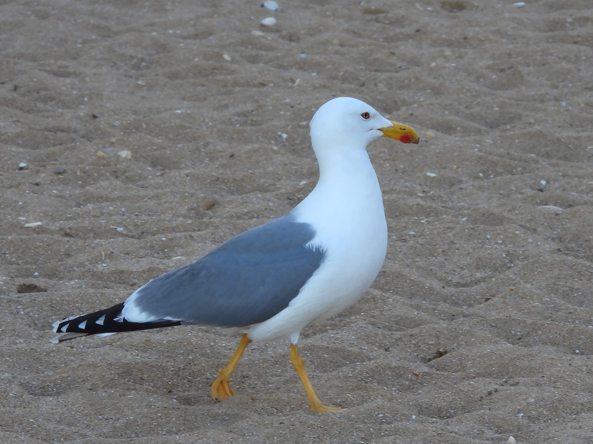 Yellow-legged Gull - ML617841818