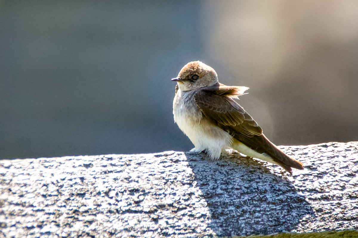 Northern Rough-winged Swallow - ML617841820